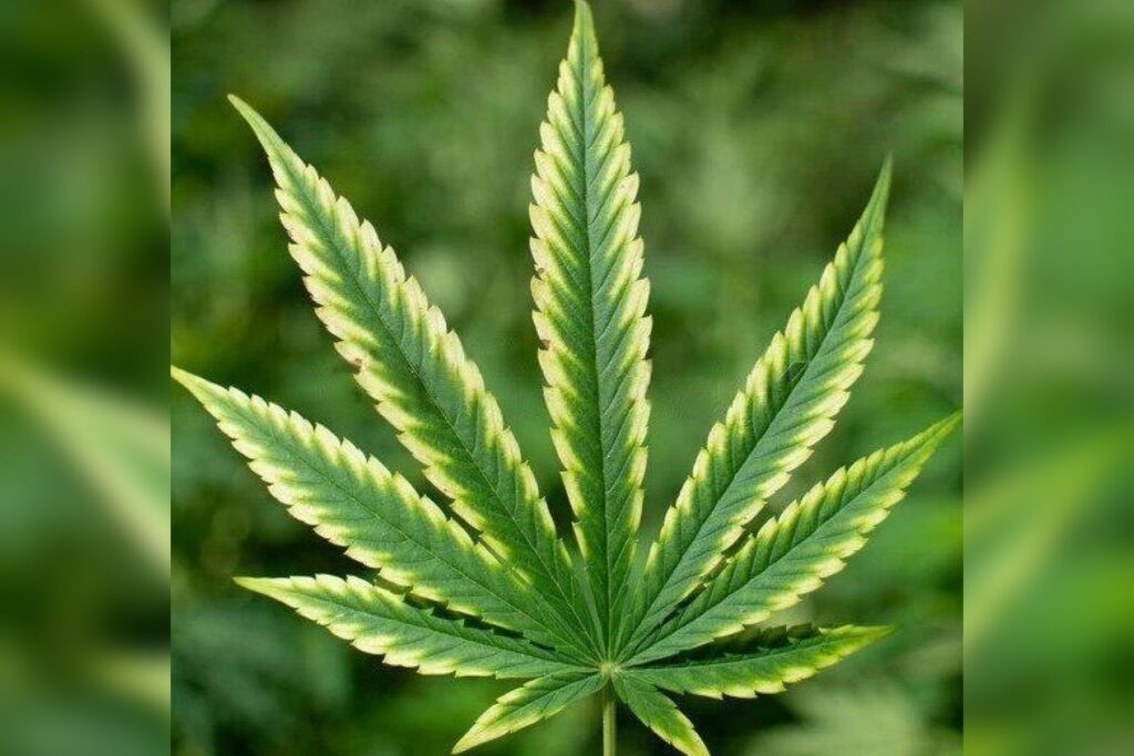 Cannabis Leaf