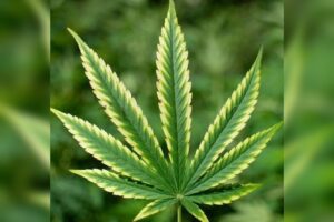 Heavy cannabis use linked to nearly fourfold rise in lung cancer risk