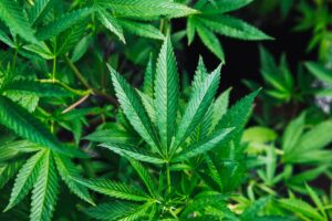 Thailand’s Cannabis Industry Halted Due to Public Health Concerns Suddenly