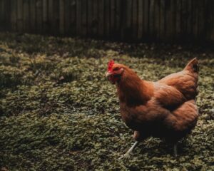 New H5N1 Bird Flu Strain Spreads Globally With Alarming Reach