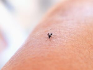 Temperature Drives Argentina’s 2024 Dengue Epidemic