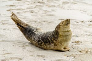 Avian Flu Virus Spreads to Seals Along Brazilian Coastline Suddenly