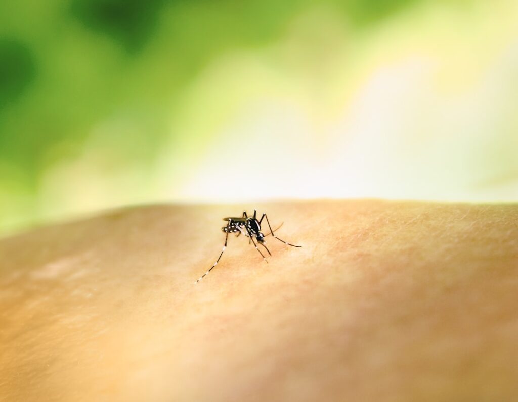 Aedes mosquito larvae float in a stagnant water barrel beside a Mali household.
