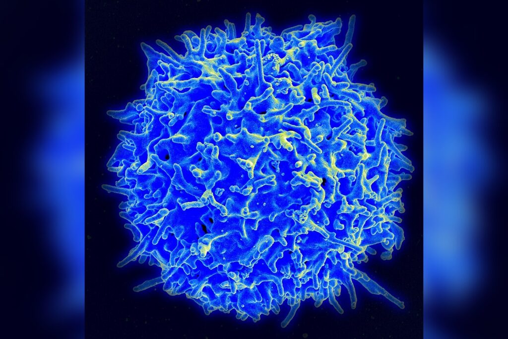 Human Immune Cell
