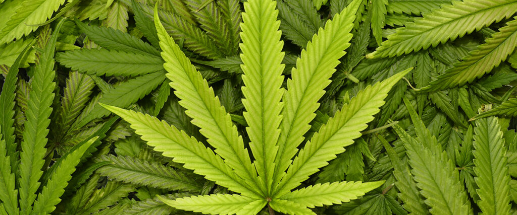 Marijuana Leaf