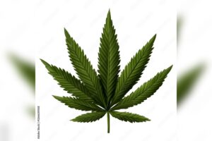 Heavy Marijuana Smoking Linked to Four-Fold Lung Cancer Risk