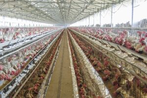 H5N1 Bird Flu Spreads to Mammals Across Every Continent but Australia