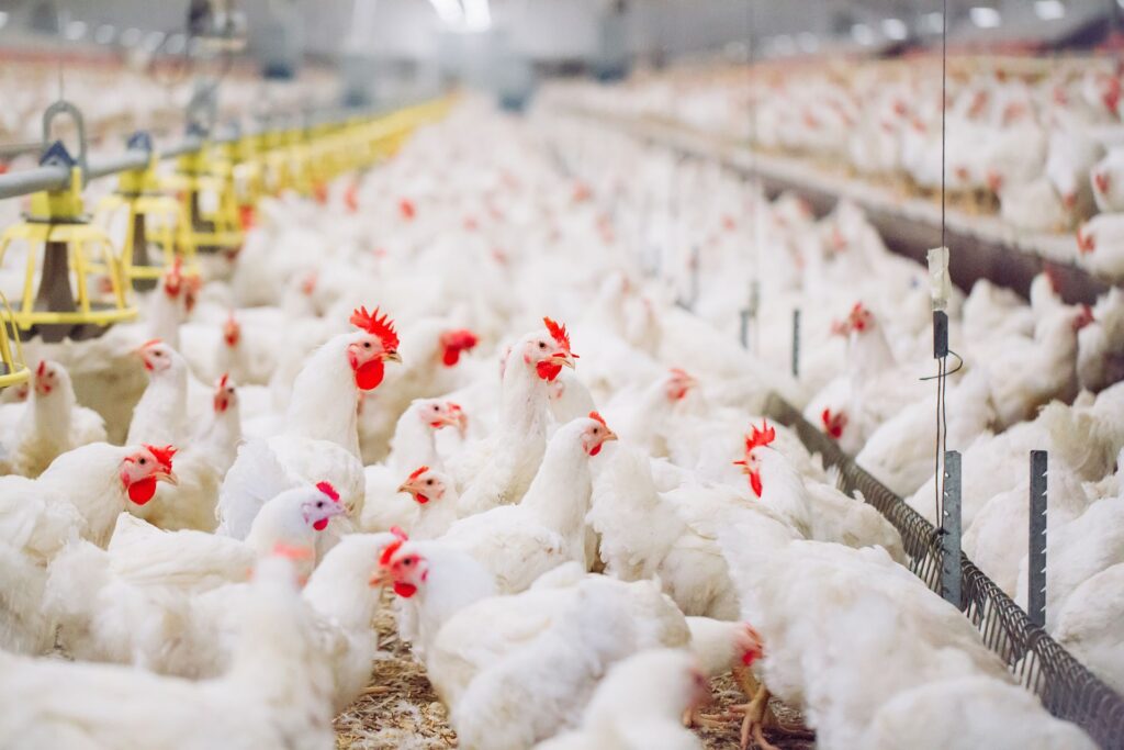 Poultry Farm With Chickens