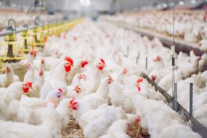H5N1 Bird Flu Reaches Every Continent Except Australia by February 2025