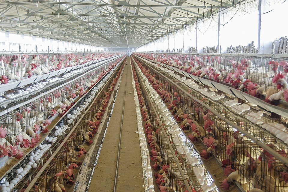 Poultry Farm