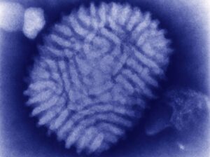 H5N1 Avian Flu Spreads to Every Continent Except Australia