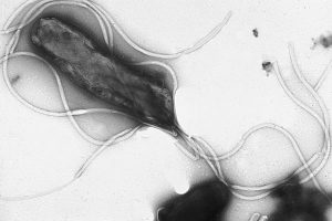 How H. pylori’s Silent Spread Fuels 760,000 Cancers a Year—and Why Most Go Untreated