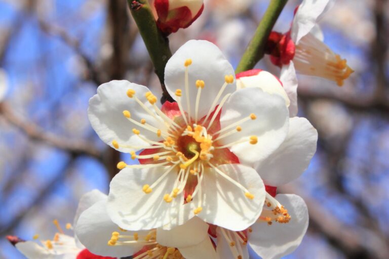 MK615 Apricot Extract: Lab Promise vs. Limited Human Trial Data