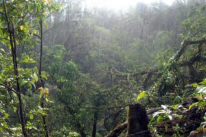 What Clinical Trials Really Show About Tigilanol Tiglate from the Blushwood Berry