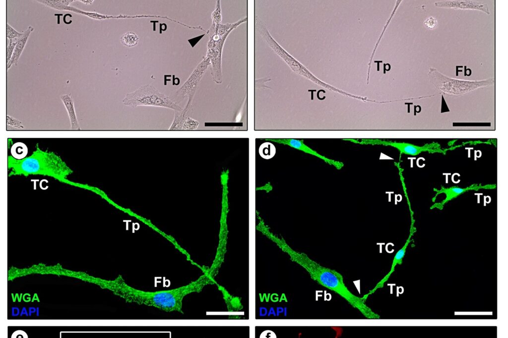 Epitalon Peptide Shows Mixed Results in Lab Studies on Telomeres and Cancer