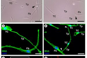 Epitalon Peptide Shows Mixed Results in Lab Studies on Telomeres and Cancer